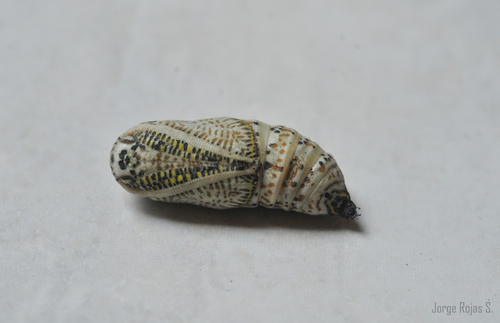 Acronyctodes mexicanaria