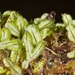 Hymenophyllum armstrongii - Photo (c) chrismorse，保留所有權利