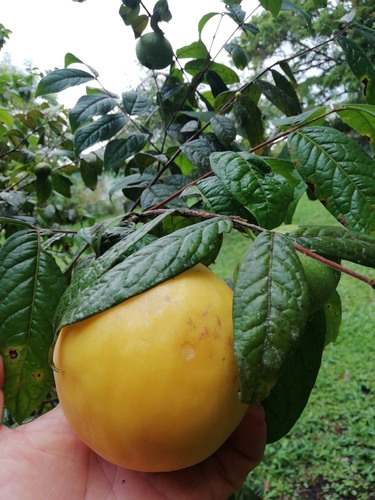 Eugenia stipitata - Whole tree