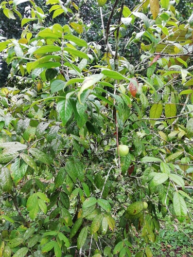 Eugenia stipitata - Whole tree