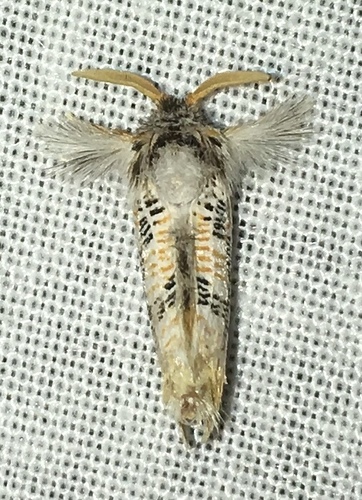 Salagena