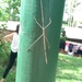 Tessellated Stick Insect - Photo (c) Celeste, all rights reserved, uploaded by Celeste