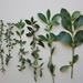Coprosma × cunninghamii - Photo (c) chrismorse，保留所有權利