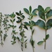 Coprosma × cunninghamii - Photo (c) chrismorse, כל הזכויות שמורות