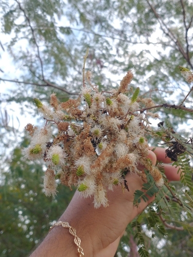 Mimosa acutistipula