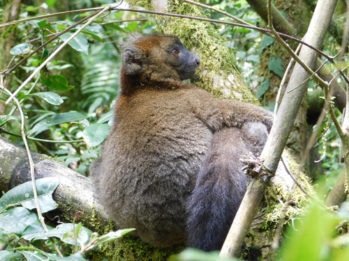 Greater Bamboo Lemur