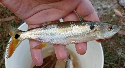 Acestrorhynchus pantaneiro