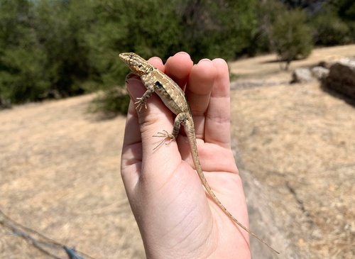 iNaturalist observation photo of Common Side-blotched Lizard