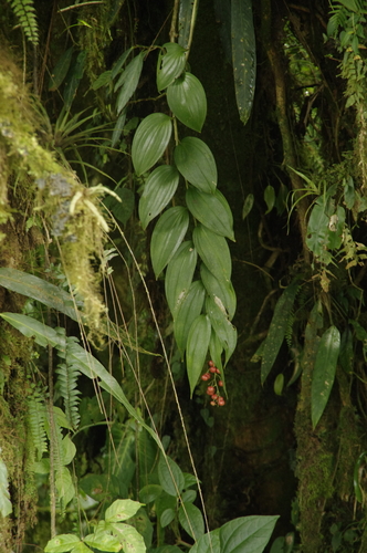 Maianthemum monteverdense image