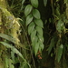 Maianthemum monteverdense - Photo (c) Eric Knight, todos los derechos reservados