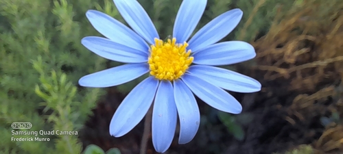 Felicia amélloides 2