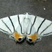 Swallowtail Moths - Photo (c) Jatishwor Irungbam, all rights reserved