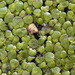 Greater Duckweed - Photo (c) Tig, all rights reserved