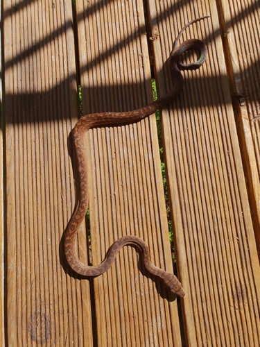 Australian Scrub Python sighting