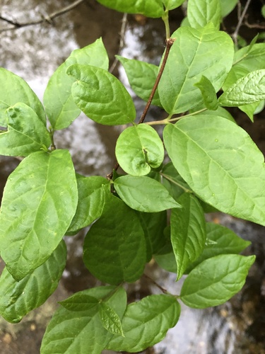 Carolina sweetshrub