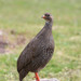 Cape Francolin - Photo (c) Thomas A. Driscoll, all rights reserved