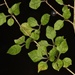 Thin Leaved Coprosma - Photo (c) chrismorse, all rights reserved