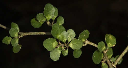 Melicytus micranthus