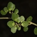 Melicytus micranthus - Photo (c) chrismorse, kaikki oikeudet pidätetään