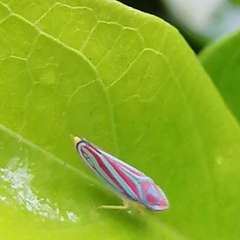 Image of Graphocephala coccinea