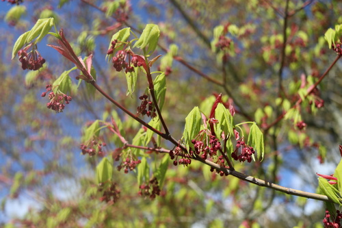 Vine Maple