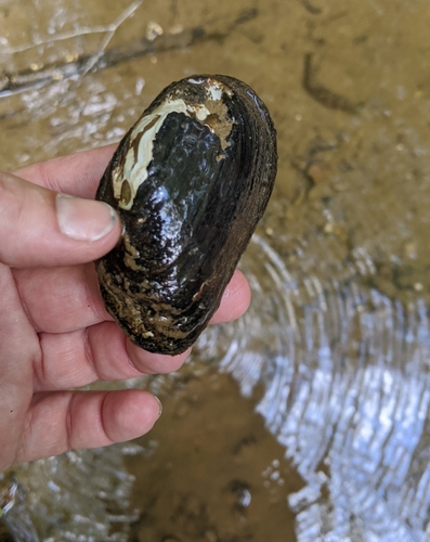 taxonomy_inaturalist image for Elliptio judithae