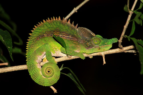 Antimena chameleon