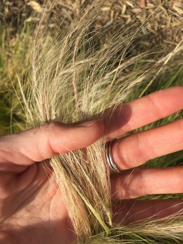 Mexican feather grass (Stipa tenuissima)