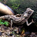 Spiny Leaf Chameleon - Photo (c) john lenagan, all rights reserved, uploaded by john lenagan