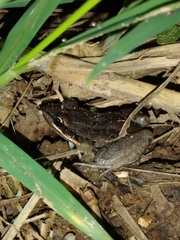 Leptodactylus fragilis image