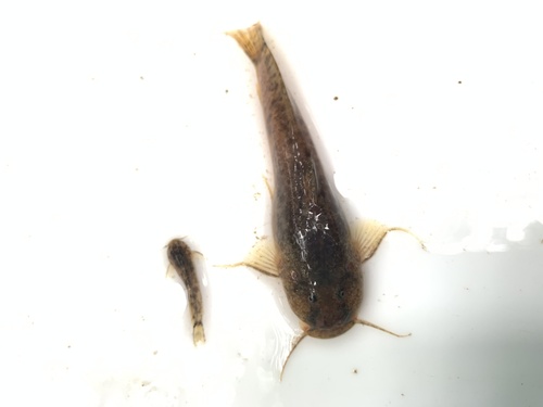 Astroblepus grixalvii