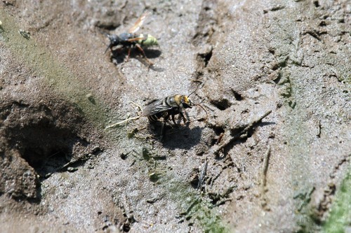 photo of Segmented Turret Bee (Melitoma segmentaria)