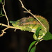 Antimena Chameleon - Photo (c) john lenagan, all rights reserved, uploaded by john lenagan
