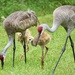 Florida Sandhill Crane - Photo (c) Ryan Cooke, all rights reserved, uploaded by Ryan Cooke