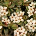 Pimelea - Photo (c) chrismorse, כל הזכויות שמורות