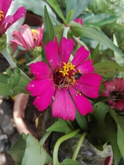 Zinnia violacea image