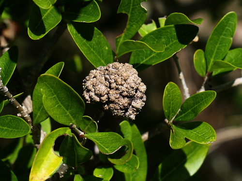 Rhizobium rhizogenes · NaturaLista Mexico