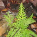 Selaginella radiata - Photo (c) amandine abn, all rights reserved, uploaded by amandine abn