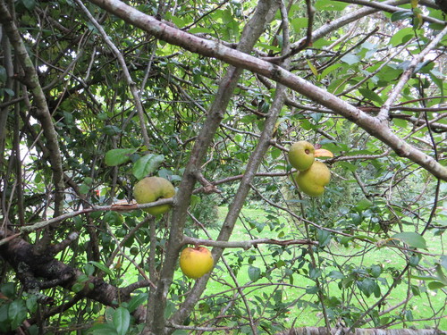 Japoninis svarainis nuotrauka