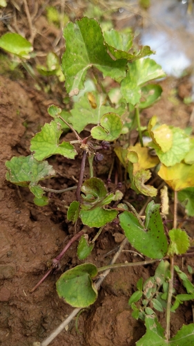 Indian pennywort