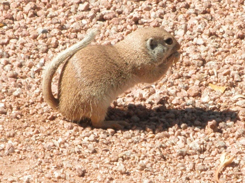 Round-tailed Ground Squirrel