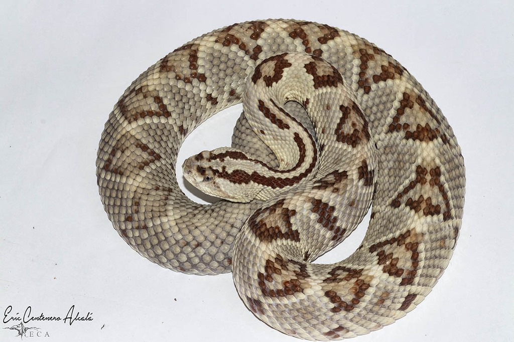 neotropical rattlesnake