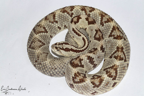 Yucatán Neotropical Rattlesnake