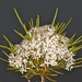 Olearia crosby-smithiana - Photo (c) chrismorse, todos los derechos reservados