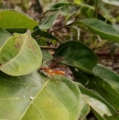 Agelaia centralis image