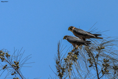 Falco cuvierii image