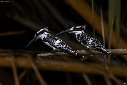 Pied Kingfisher