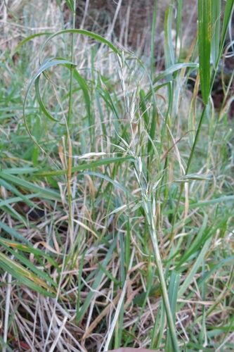 Arrhenatherum elatius ssp. elatius