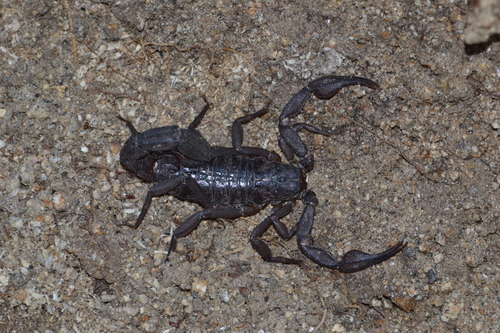 Thorellius wixarika