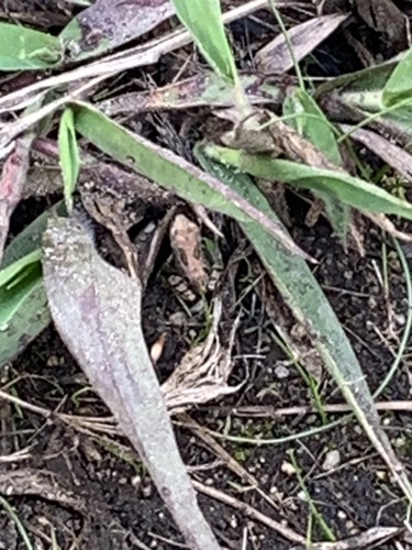 iNaturalist observation photo of Pacific chorus frog